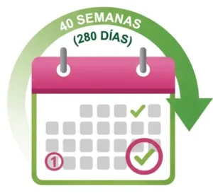 Paso 2 Cuenta 40 Semanas Hacia Adelante