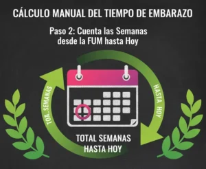 Paso 2 Cuenta las Semanas desde la FUM hasta Hoy