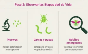 Paso 2 Observar las Etapas del Ciclo de Vida