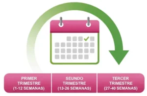 Paso 3 Divide la Línea de Tiempo en Trimestres